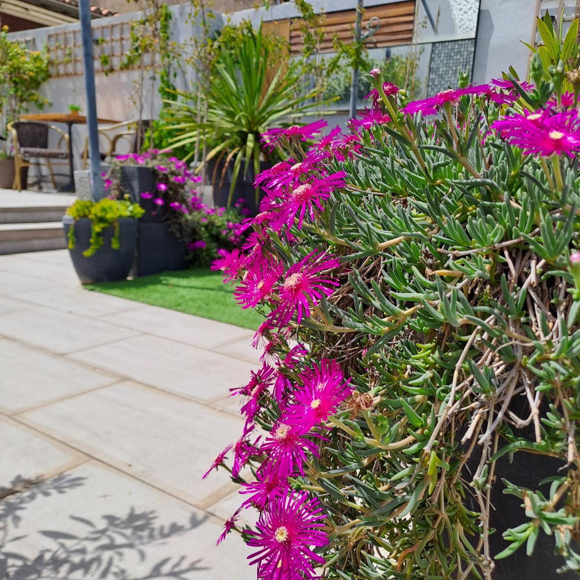Bed and Breakfast Le Petit Patio Aigues-Mortes Zewnętrze zdjęcie